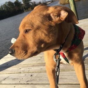 Meet your Posher, Josh